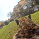 Imagen para el artículo titulado La vertiginosa carrera de un guepardo, vista desde la perspectiva del propio animal